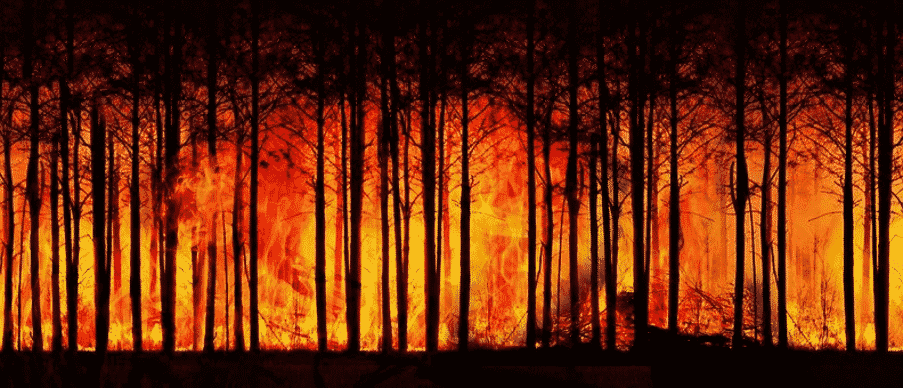 feu de forêt