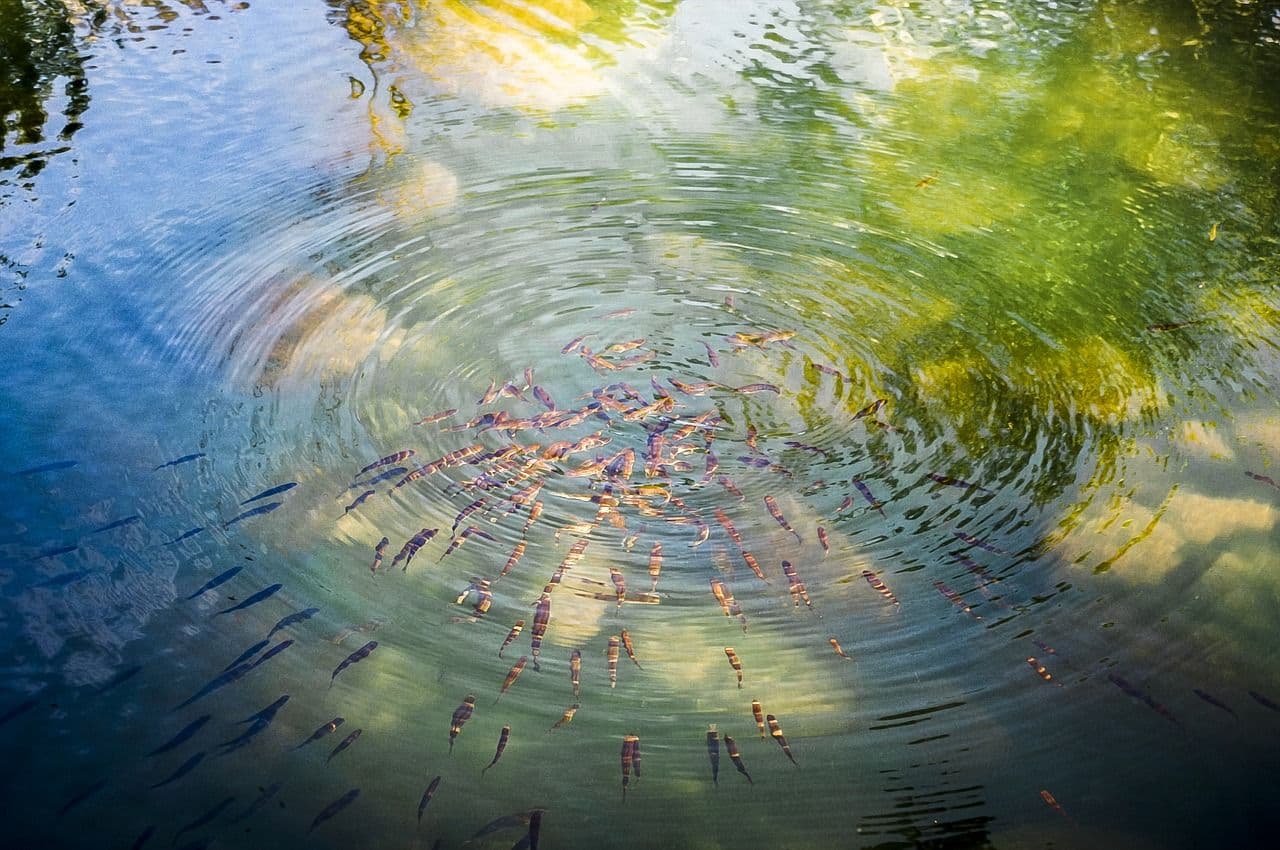 Lac avec des poissons