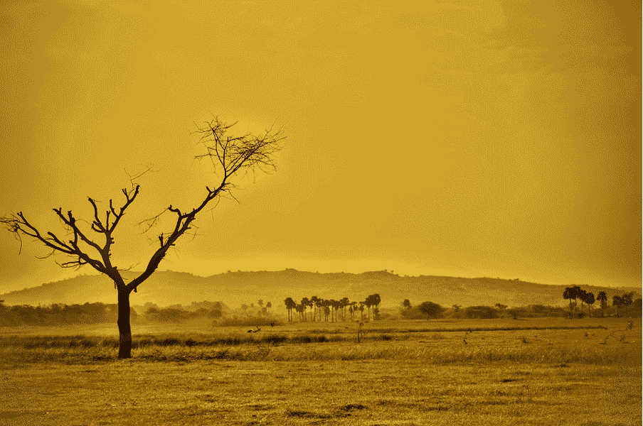 Paysage aride avec un arbre desséché