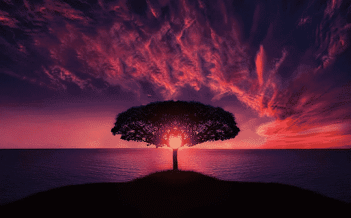arbre au couché du soleil