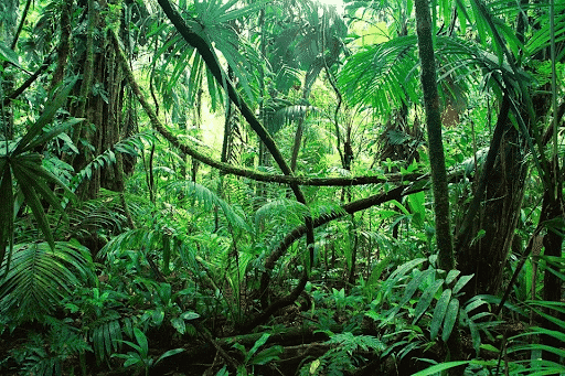 jungle label vert