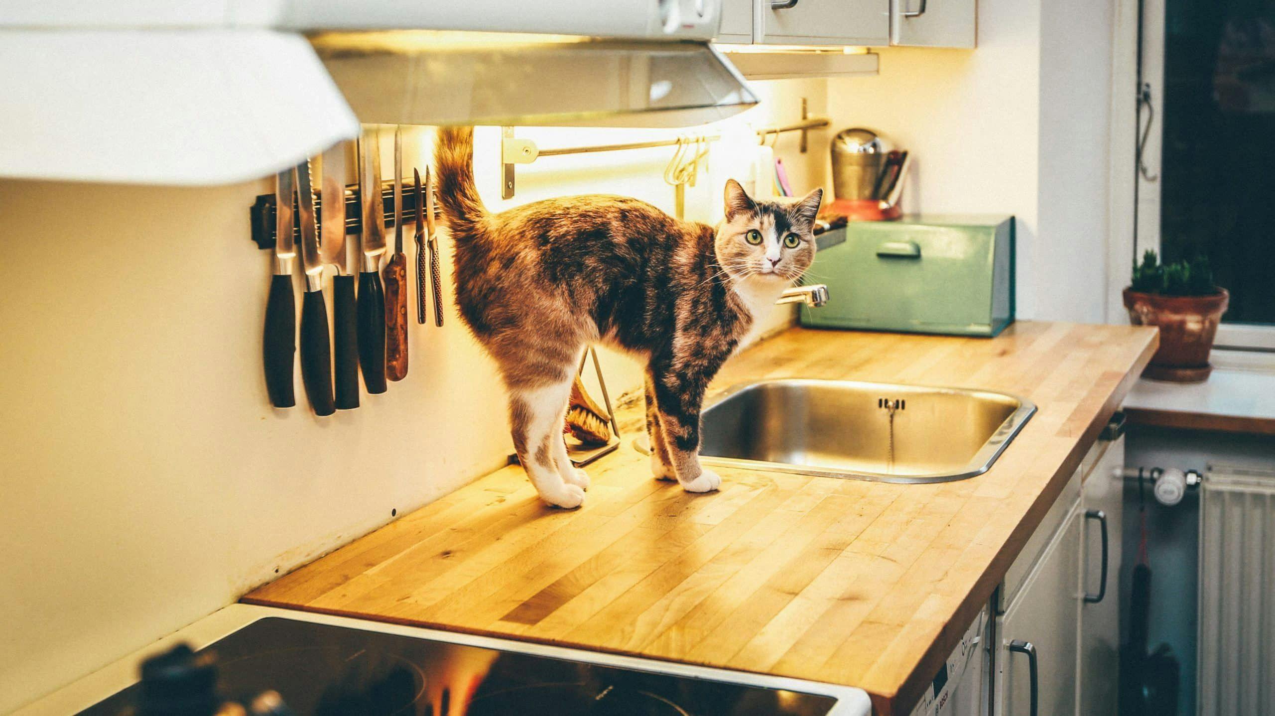 chat sur le plan de travail d'une cuisine