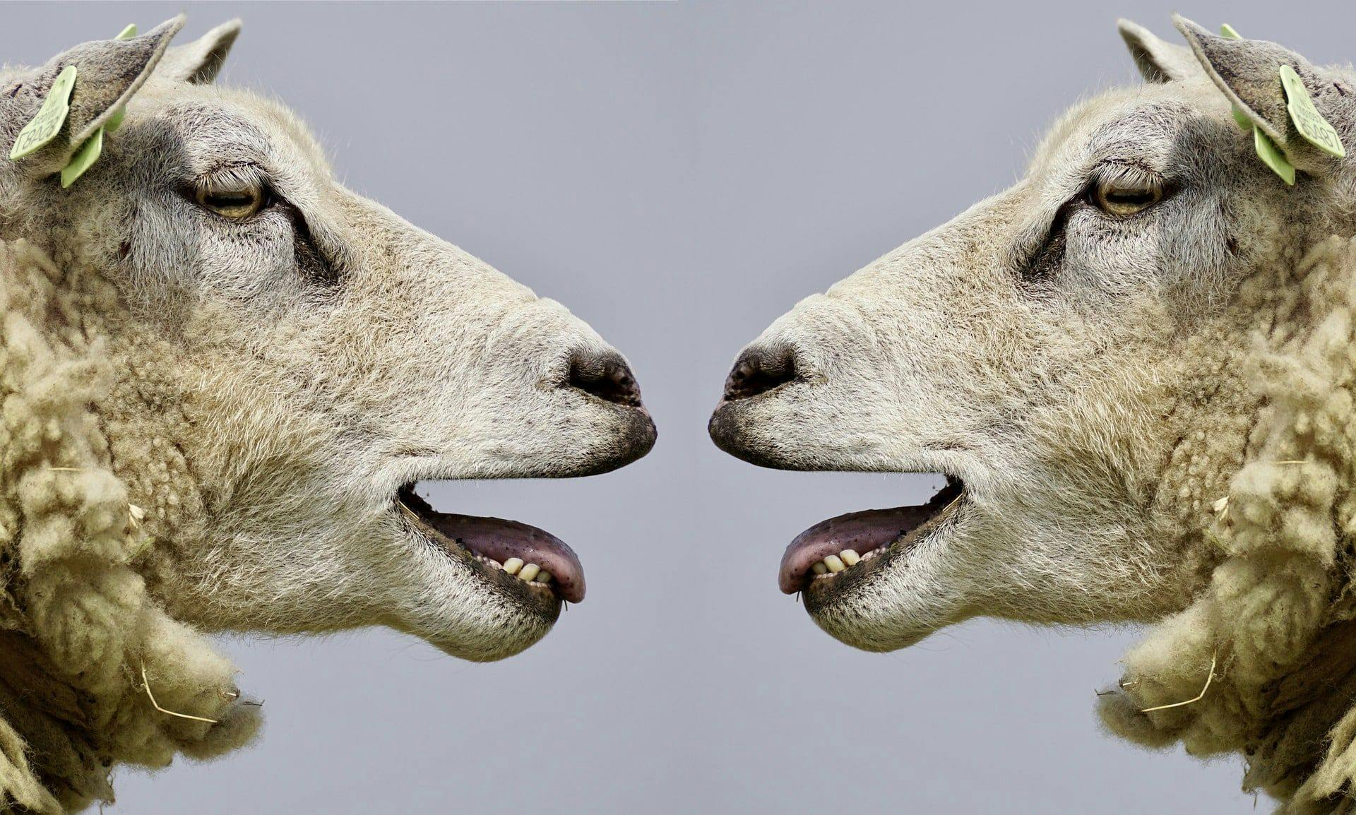 deux moutons tête à tête
