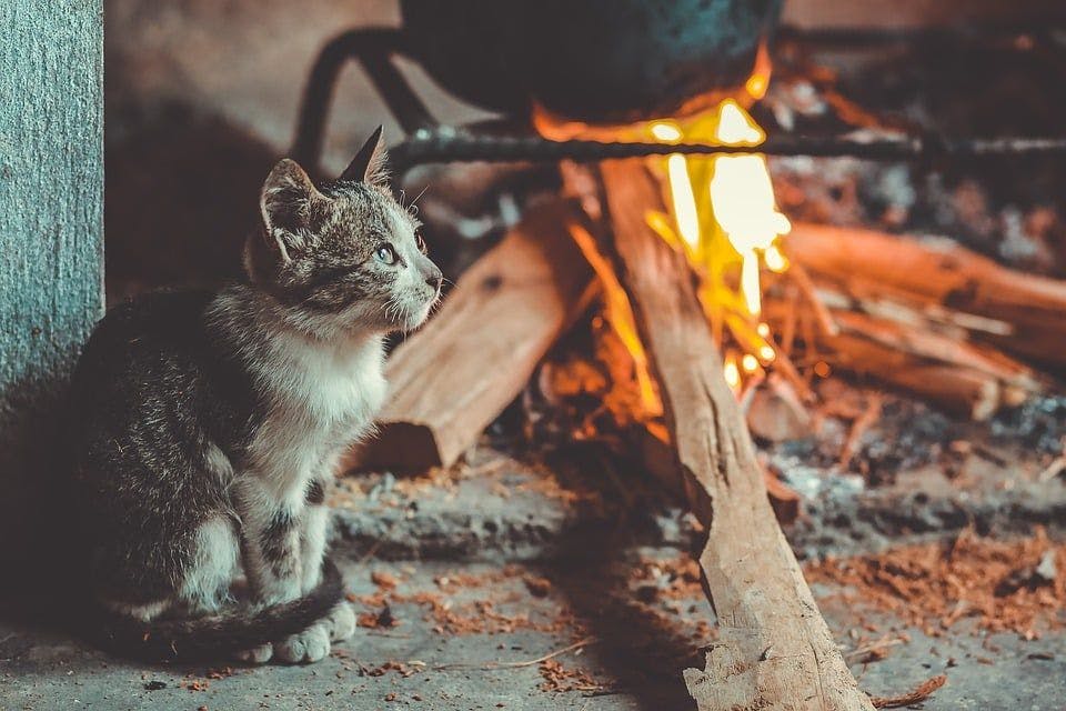 chat au coin du feu
